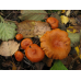 Мицелий Млечника неедкого / Млечник оранжевый (Lactarius mitissimus)